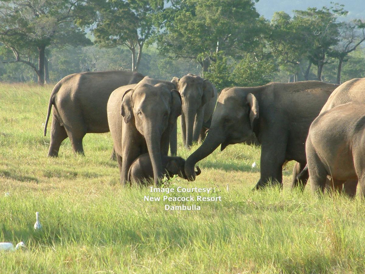 New Peacock Resort Dambulla Luaran gambar