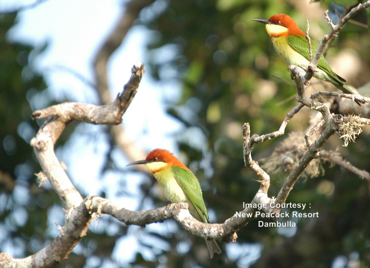 New Peacock Resort Dambulla Luaran gambar